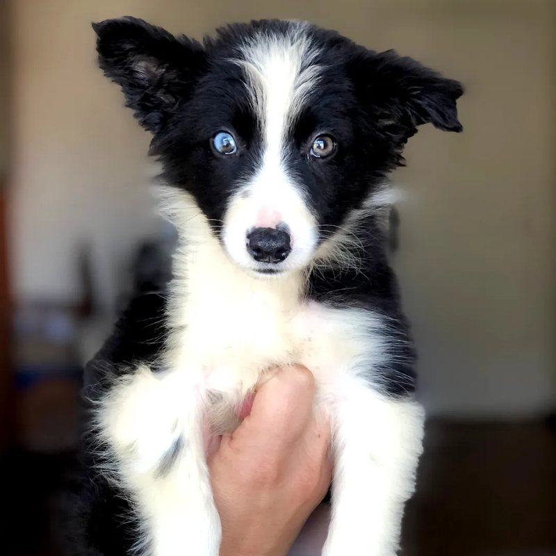 Filhote de Border Collie do Canil Boiadeiro