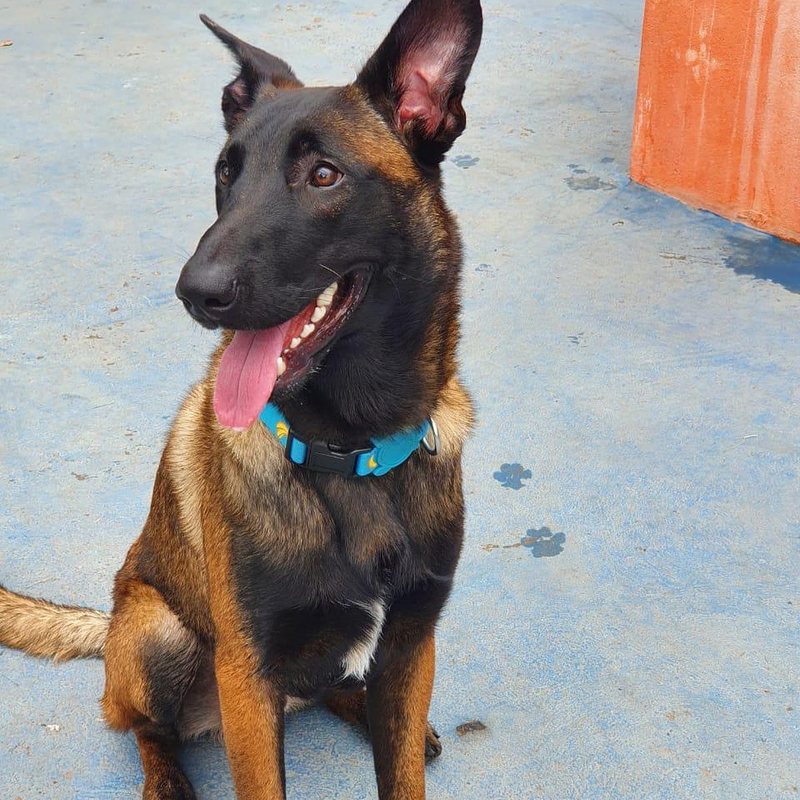 Pastor Belga Malinois adulto do canil