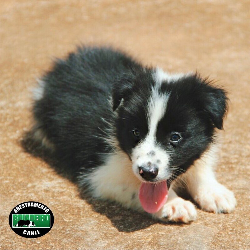 Filhote de Border Collie deitado