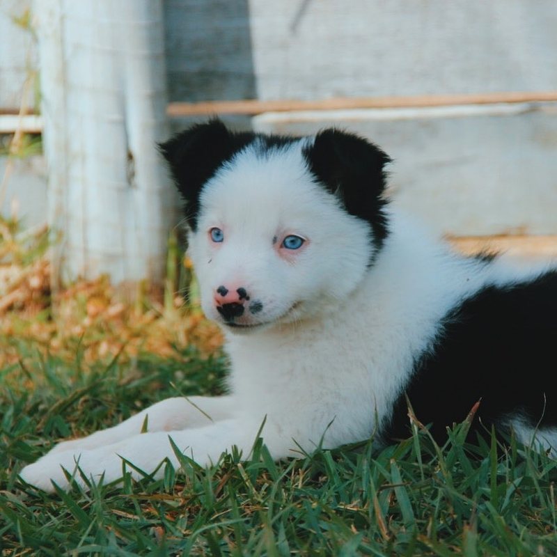 Filhote de Border Collie na grama