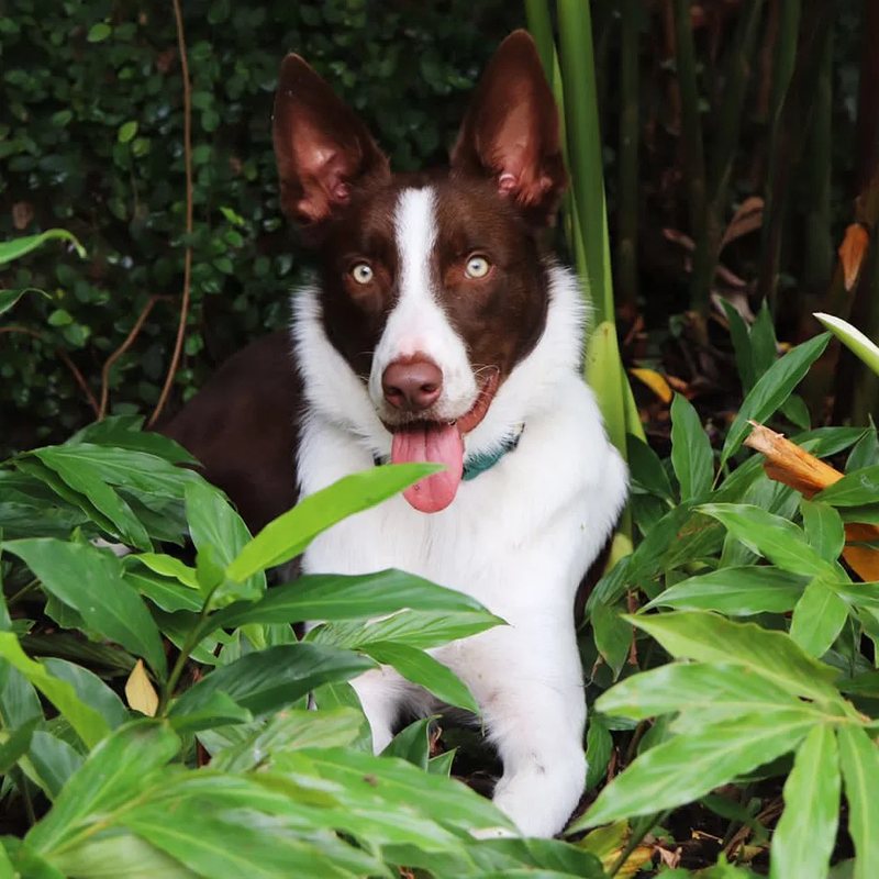 Border Collie adulto do canil