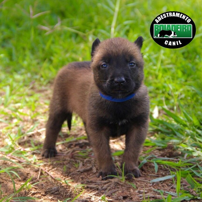 Filhote de Pastor Belga Malinois