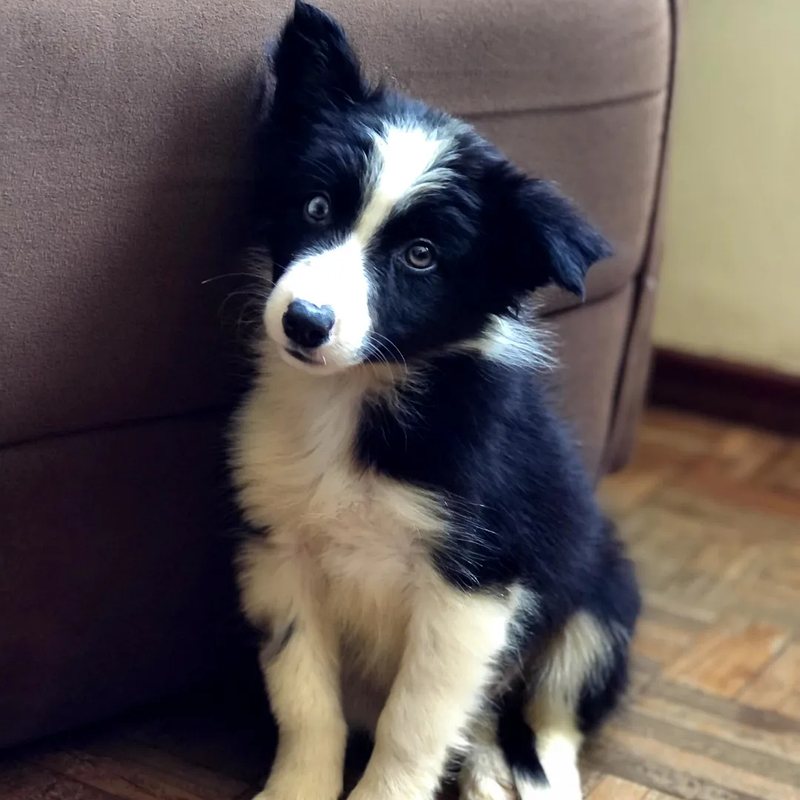 Border Collie fêmea do plantel