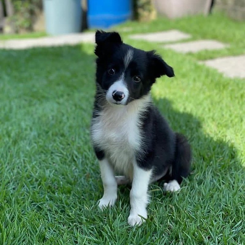 Border Collie do Canil Boiadeiro
