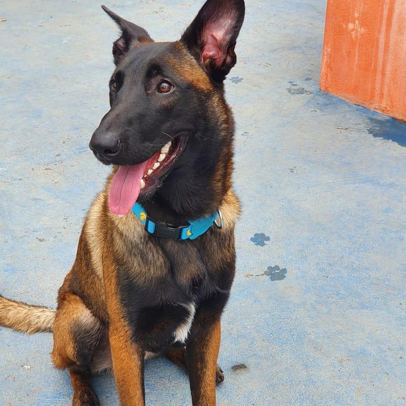 Pastor Belga Malinois do plantel