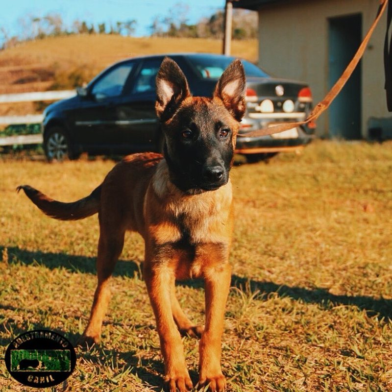 Pastor Belga Malinois jovem do plantel