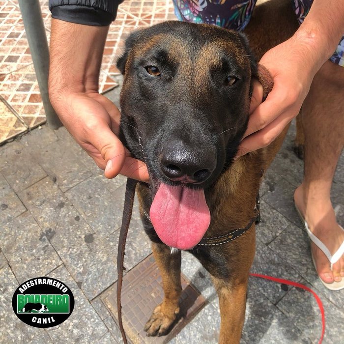 Pastor Belga Malinois sendo conduzido na guia