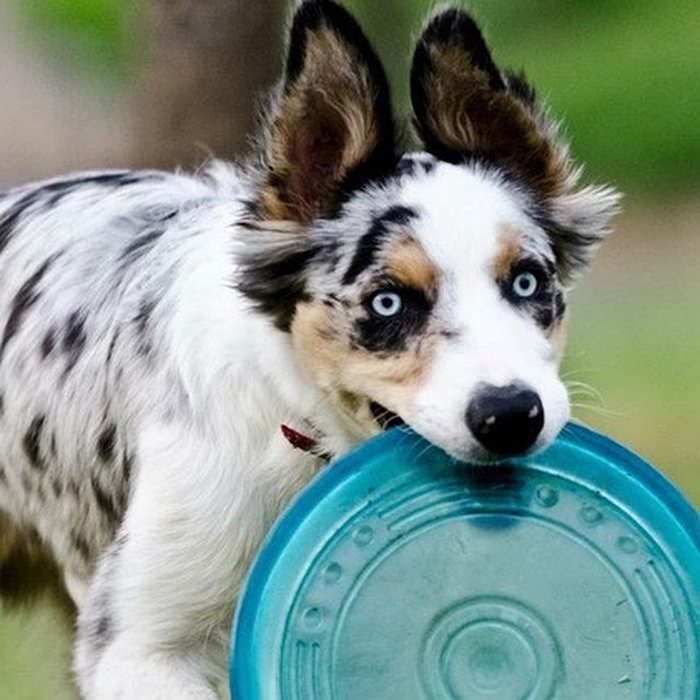 Border Collie em exercício com frisbee