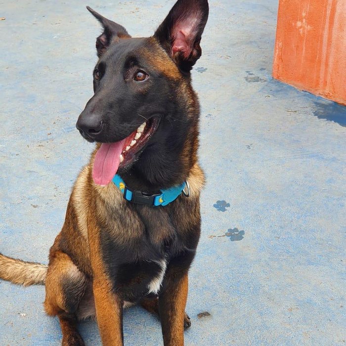 Pastor Belga Malinois adulto em posição de espera