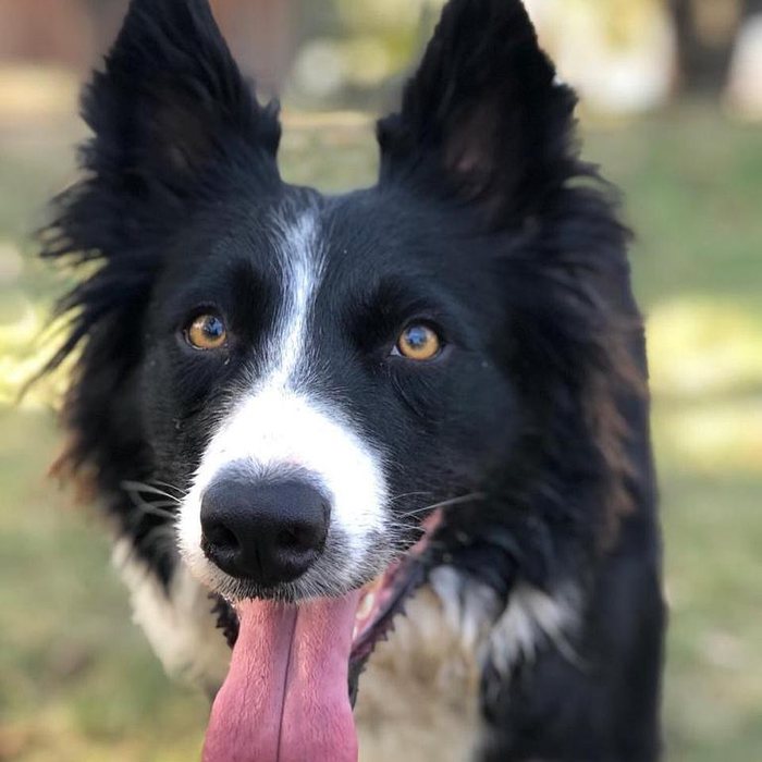 Border Collie adulto do Canil Boiadeiro