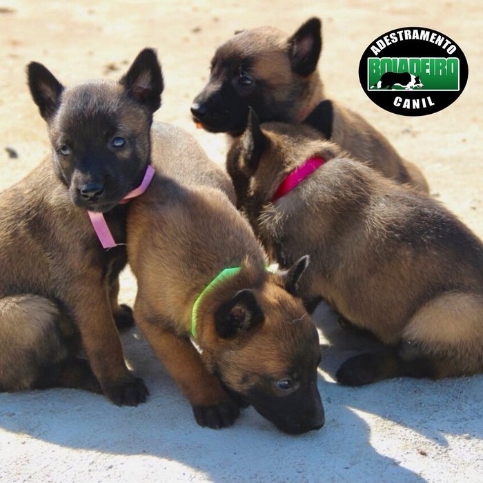 Ninhada de Malinois com coleiras de identificação