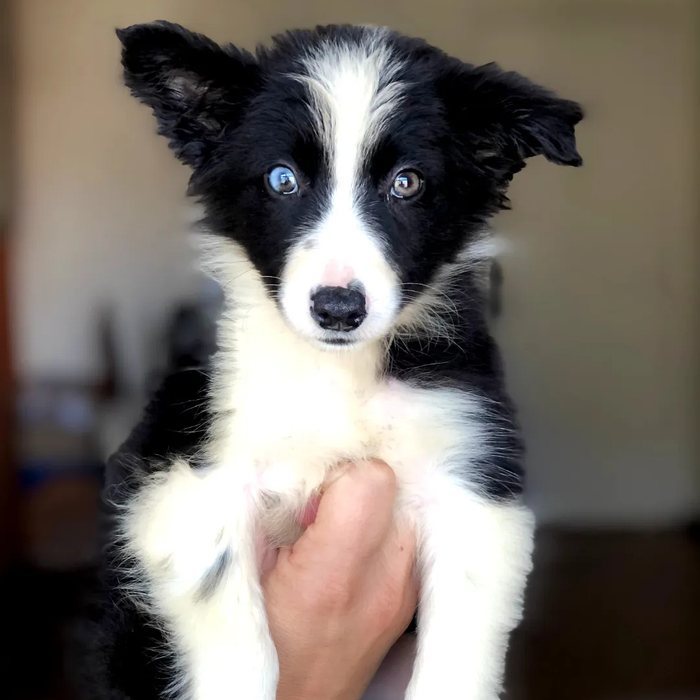 Filhote de Border Collie no colo