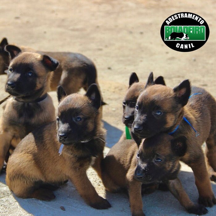 Filhotes de Pastor Belga Malinois juntos